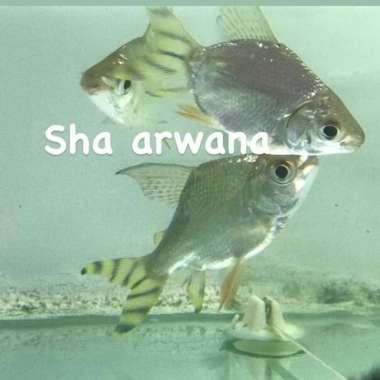 ikan yff sb yellow feifeng shortbody unik Multicolor