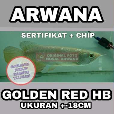 Arwana / Arowana Golden Red Highback ( HB) +-18CM Multicolor