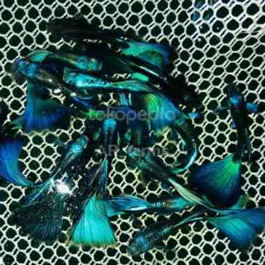 ikan hias guppy blue Moscow dan green moscow sepasang indukan Multicolor