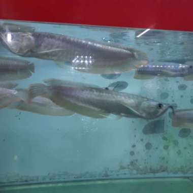 Ikan Hias Arwana Silver Size 20 sd 25 cm Multicolor