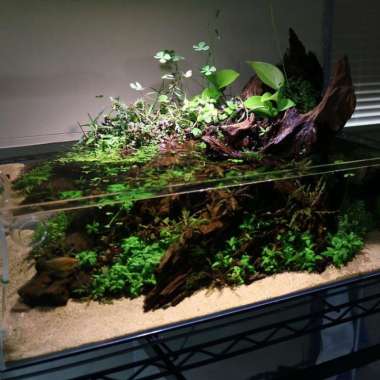 riparium,paludarium,aquascape custom projects Multicolor