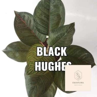 New!!! Tanaman Hias Aglonema Black Hughes #Eman_Flora Multicolor