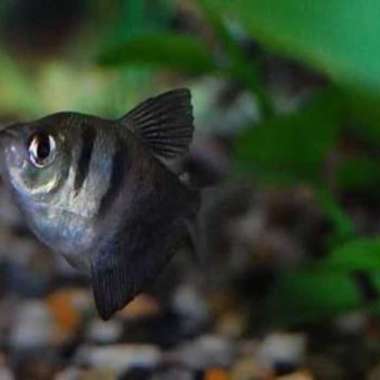 Ikan Hias Aquascape Black Tetra Size M