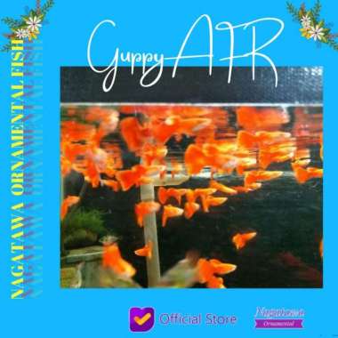 Ikan Hias Aquascape Guppy Red Singapore M