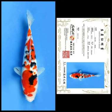 Ikan Koi Import /: Rumah Koi Jakarta / kode 006 Multivariasi Multicolor