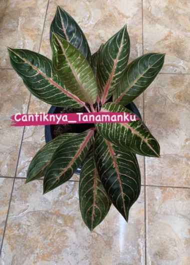 aglonema red sumatra daun rimbun + pot 25cm (10-daun). Multivariasi Multicolor
