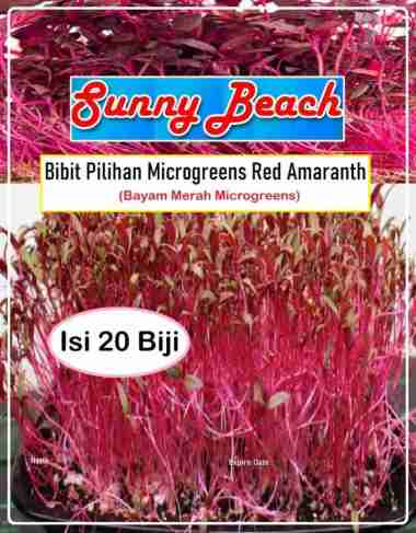 Bibit Pilihan Microgreens Red Amaranth Bayam Merah Microgreens