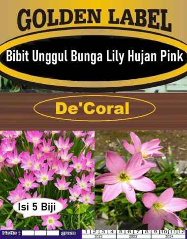 Bibit Unggul Bunga Lily Pink Hujan|Benih Bunga Lili Hujan|Lily Hujan