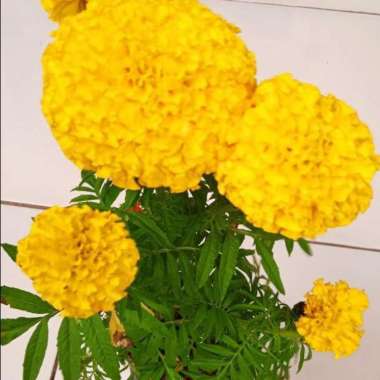 Tanaman Hias Bunga Marigold Kuning | Bunga Marigold Kuning