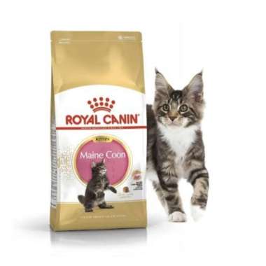 Royal Canin Mainecoon Kitten 2 Kg/ Makanan Kucing Mainecoon