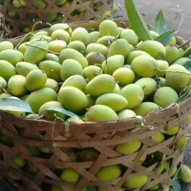 Mangga muda segar rujak buah ngidam 1 kg