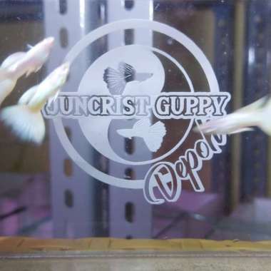 Ikan Guppy Albino Full Platinum Multicolor