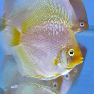 Paket Discus 3inch 5 ekor Multicolor