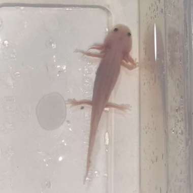 axolotl leucistic kecil Multicolor