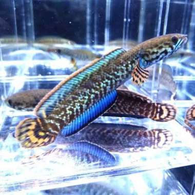 channa bleheri rainbow Multicolor