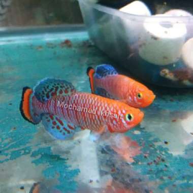 Killifish rachovii Beira 98" Pair Tiki Ons only juvenile Multicolor