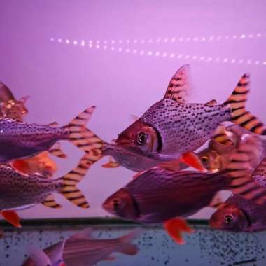 rff red feifeng american murah Multicolor