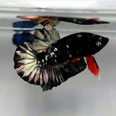 Cupang plakat avatar cooper gold BAHAN Multicolor