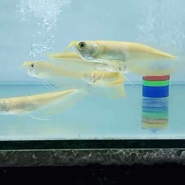 Arwana Silver Albino 10-12cm + Styrofoam / Paket 5ekor Multicolor