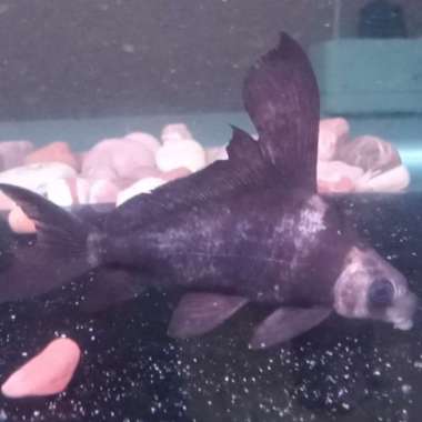 ikan chinese high fin chf Multicolor