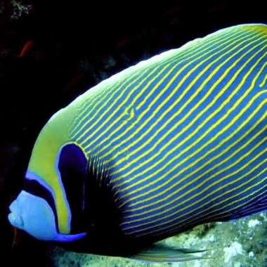 ikan hias air laut - angel batman Multicolor