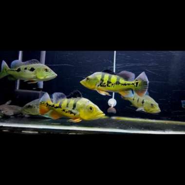 Ikan Peacock Bass Monoculus 21-23cm Multicolor