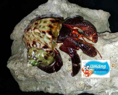 Kelomang Darat ( Black / Burnt Strawberry - ukuran XL/besar ) Multicolor