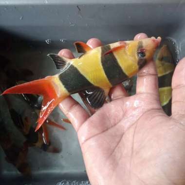 ikan botia 13.15 cm Multicolor