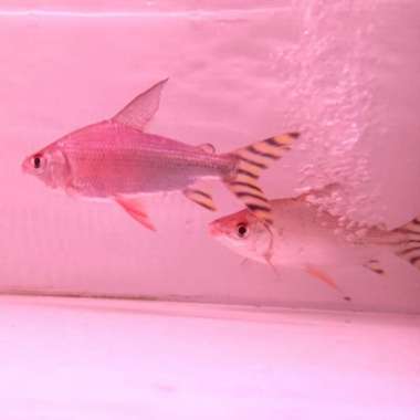 yellow feifeng 15cm Multicolor