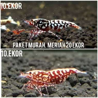 Paket murah udang hias Tiger/hiasan aquarium Multicolor