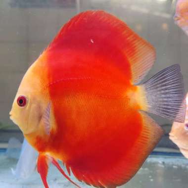 ikan hias discuss RGD 2 inch Multicolor