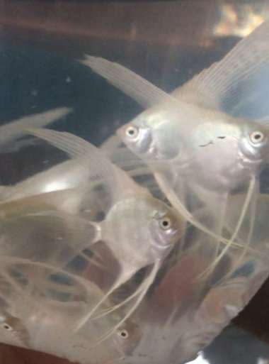 ikan manfish platinum slayer l Multicolor