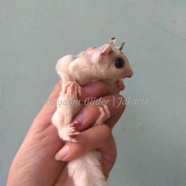 Baby Joey Sugar Glider WF Mozaik het Platinum Varian Based Information