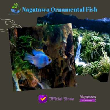 Ikan Hias Aquascape " Ramirezi Blue Electric " Size L