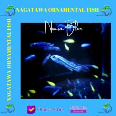 Ikan Hias Aquascape Niasa Blue Size S