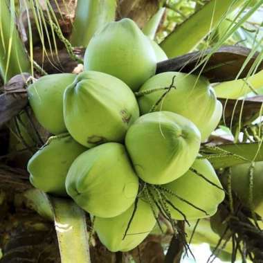 Bibit kelapa hibrida super
