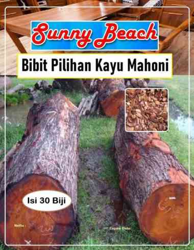 Bibit Pilihan Kayu Mahoni|Biji Bibit Kayu Mahoni|Biji Benih Mahoni