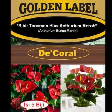 Bibit Tanaman Hias Anthurium Merah | Benih Anthurium Bunga Merah