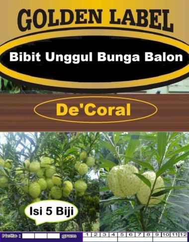 Bibit Unggul Bunga Balon | Bibit Bunga Bola | Benih Bunga Balon Hias