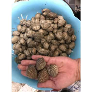 Jual Promo Kerang Dara/Hijau Segar 1KG Kerang Dara