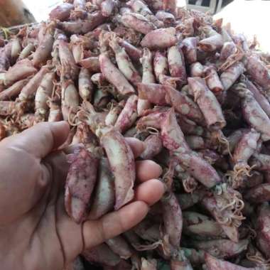 Cumi Asin Bertelur Sedang 500G