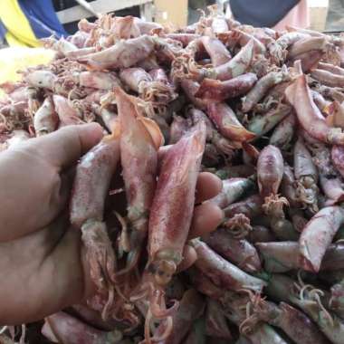 Cumi Asin Bertelur Besar 1KG