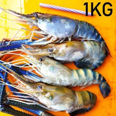 Udang Galah Segar 1KG