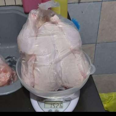 Ayam Broiler Karkas utuh 1,5 kg - 1,6 kg / 1.5 kg - 1.6 kg / 1500 up