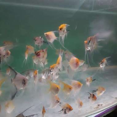 manfish sunset sepasang murah Multicolor