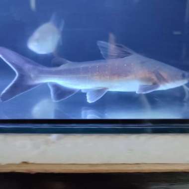 papua shark catfish/hiu air tawar Multicolor
