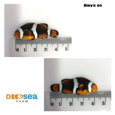Ikan Hias Air Laut Nemo (Clownfish) Onyx Multicolor