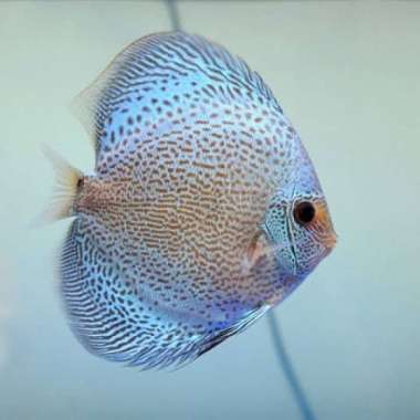 ikan discus blue scorpion promo Multicolor