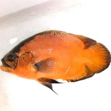 ikan Oscar tembaga 18.20 cm 4.5 jari Multicolor