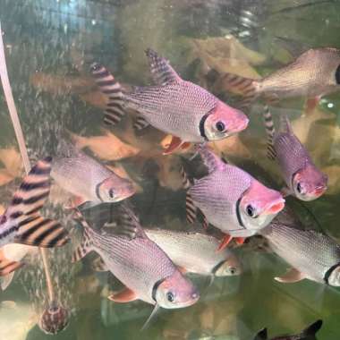 ikan red feifeng 23-25cm Multicolor